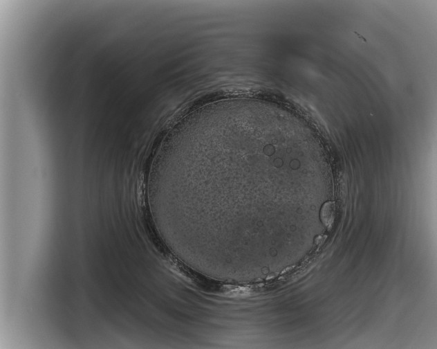 X0000116810083200912241229