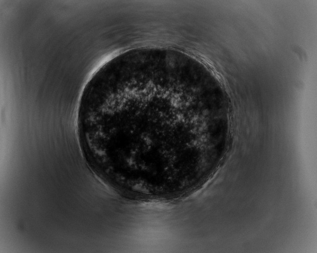 X0000116810196200912312002