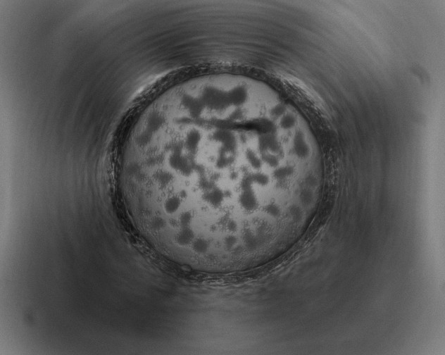 X0000116810776200912311955