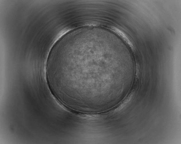 X0000116810802200912311955