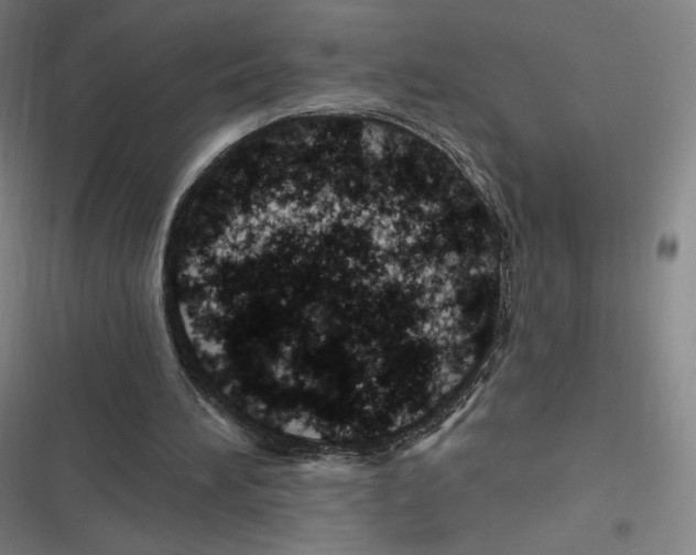 X0000116810196201001081402