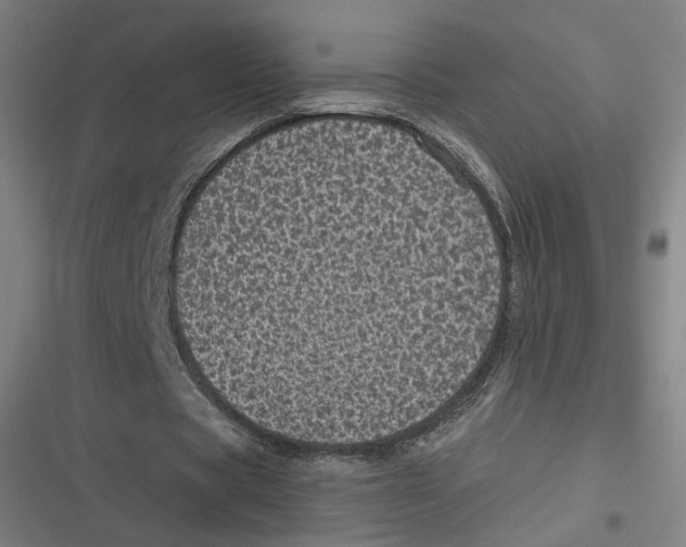 X0000116810529201001081357