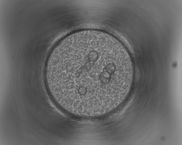 X0000116810625201001081356