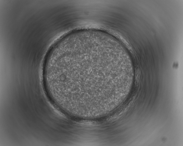 X0000116810629201001081356