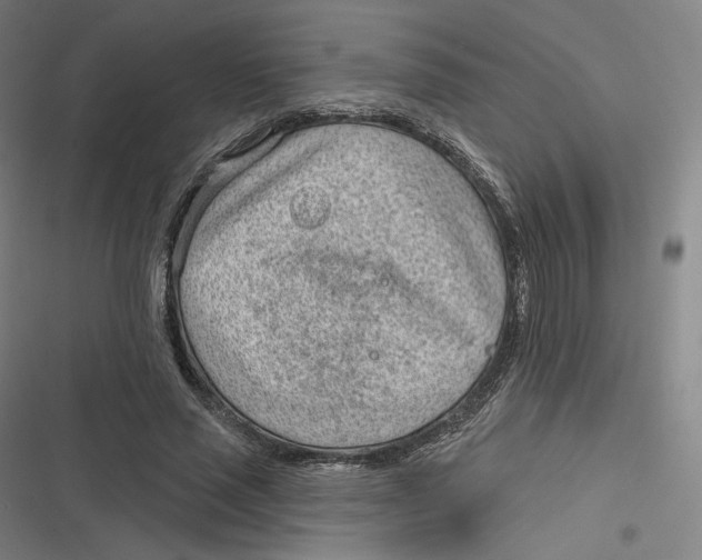 X0000116810637201001081356