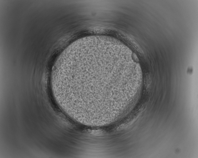 X0000116810645201001081356