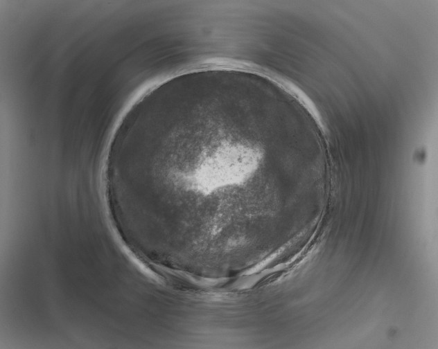 X0000116811381201001081346