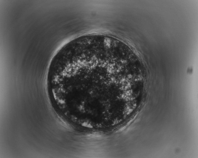 X0000116810196201001151151