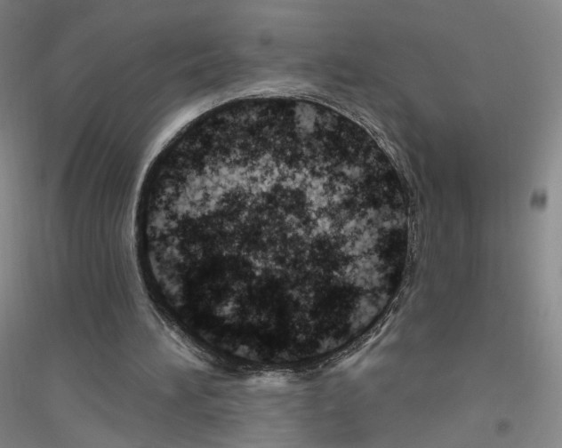 X0000116810196201001291608