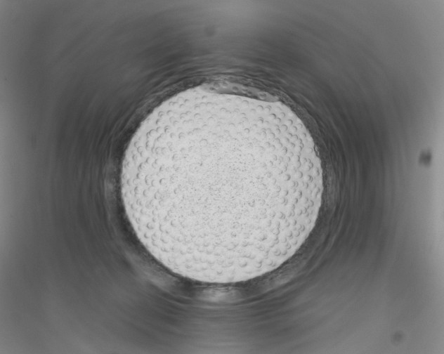 X0000116810274201001291607
