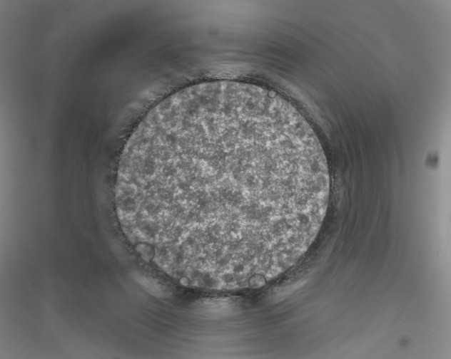 X0000116810307201001291607