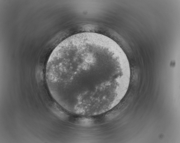 X0000116810313201001291607
