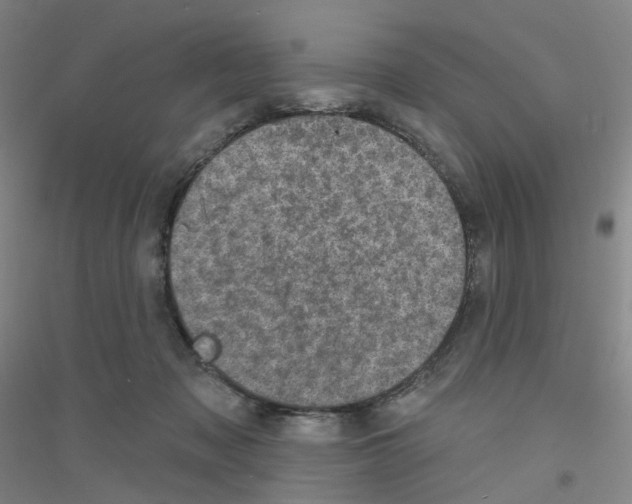X0000116810317201001291607