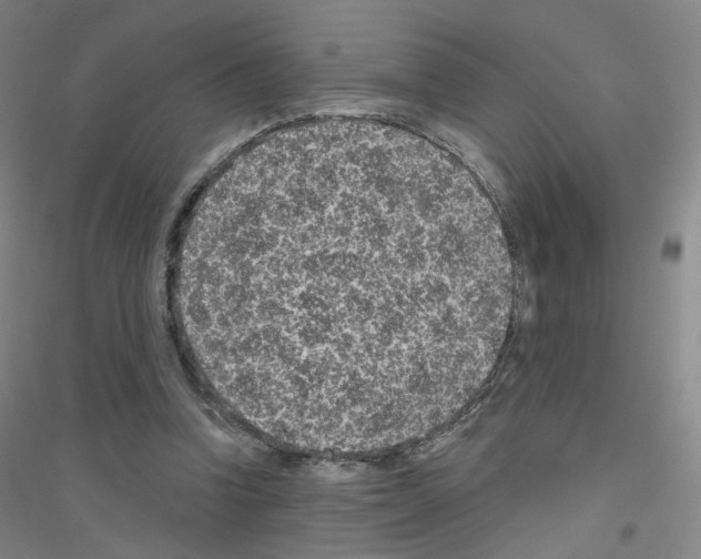X0000116810346201001291606