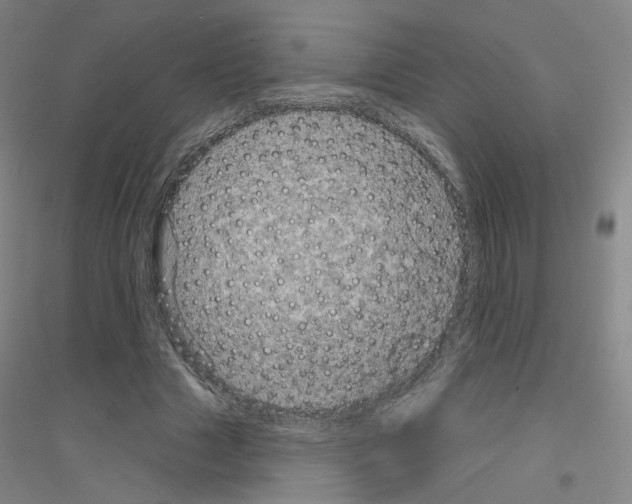 X0000116810633201001291602