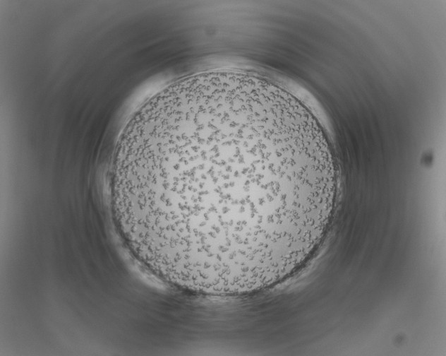X0000116810954201001291558