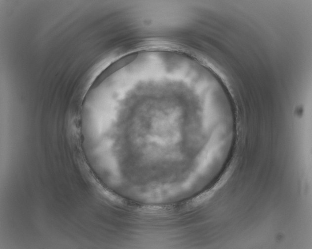 X0000116811481201001291551