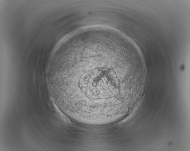 X0000116811529201001291550