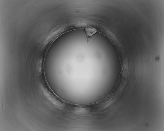X0000116820454200912181412