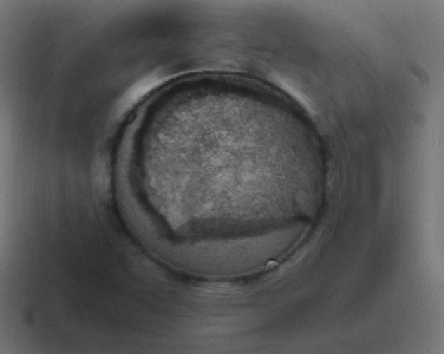 X0000116821455200912312006