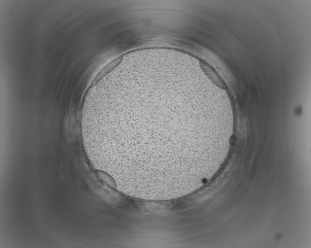 X0000116821097201001291617