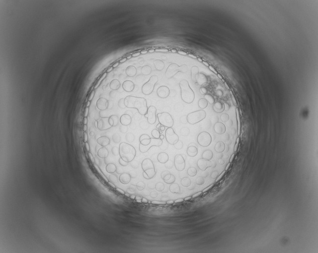 X0000116821239201001291615