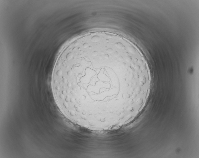 X0000116821529201001291611