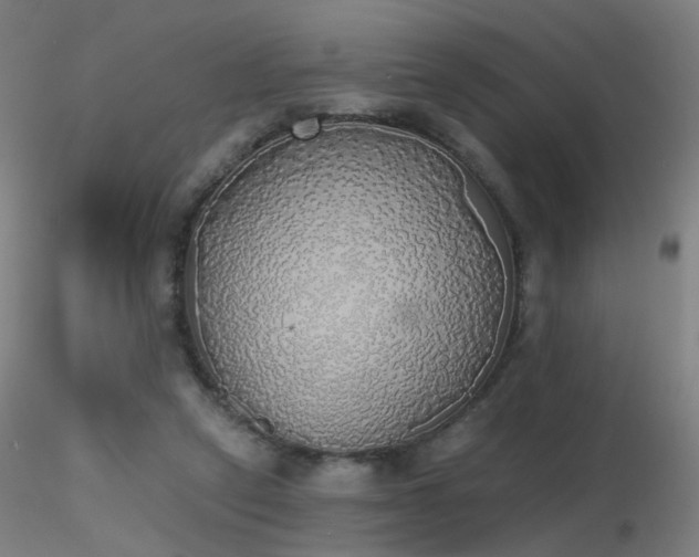X0000116830257200912181441