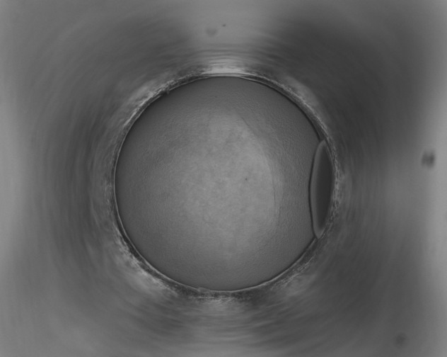 X0000116830385200912181439