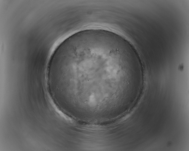 X0000116831517200912181422