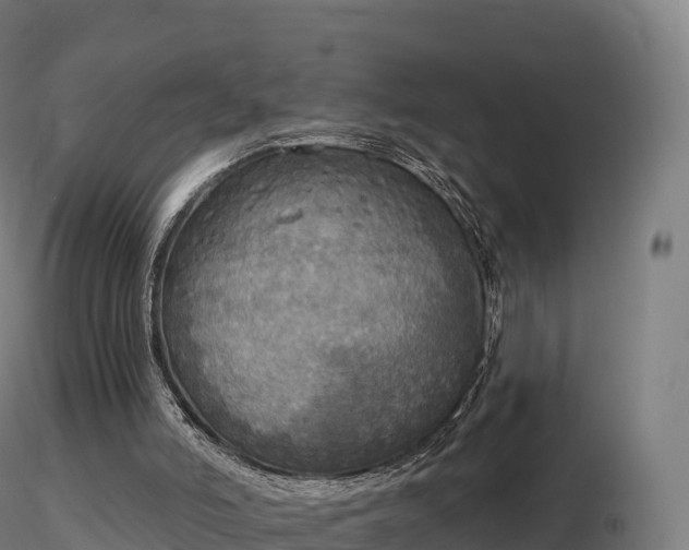 X0000116830006200912241236