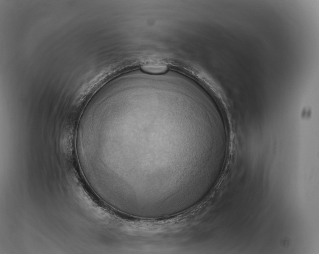 X0000116830009200912241236