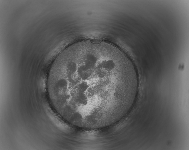X0000116830065200912241235