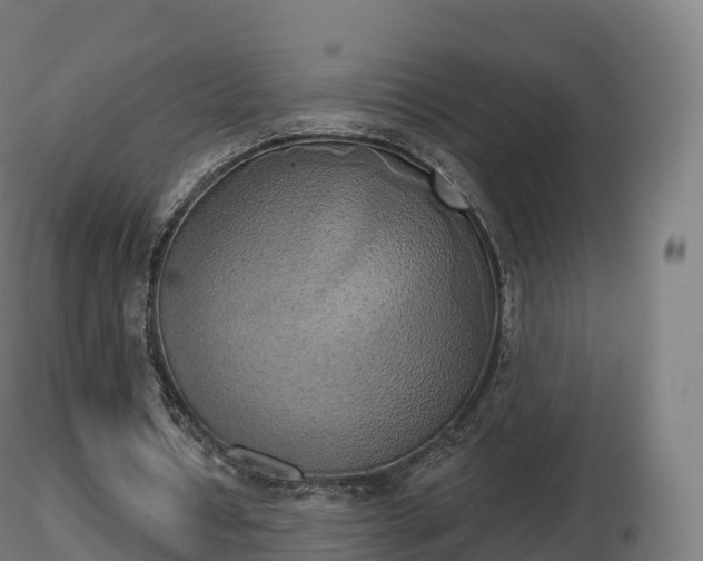 X0000116830434200912241230