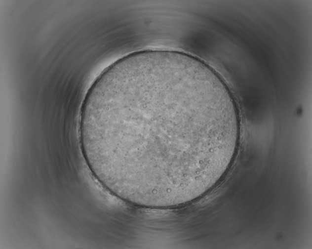 X0000116830856200912241225