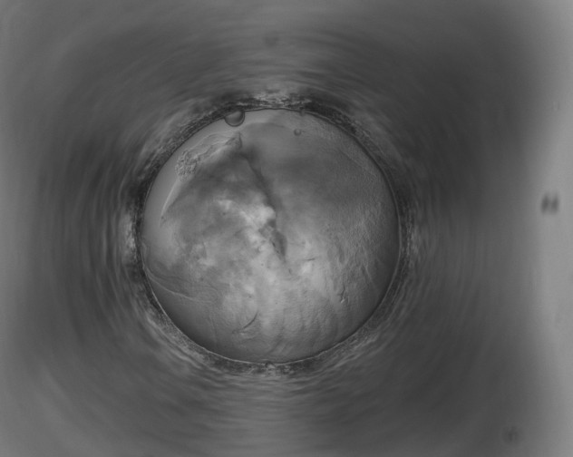 X0000116831106200912241221
