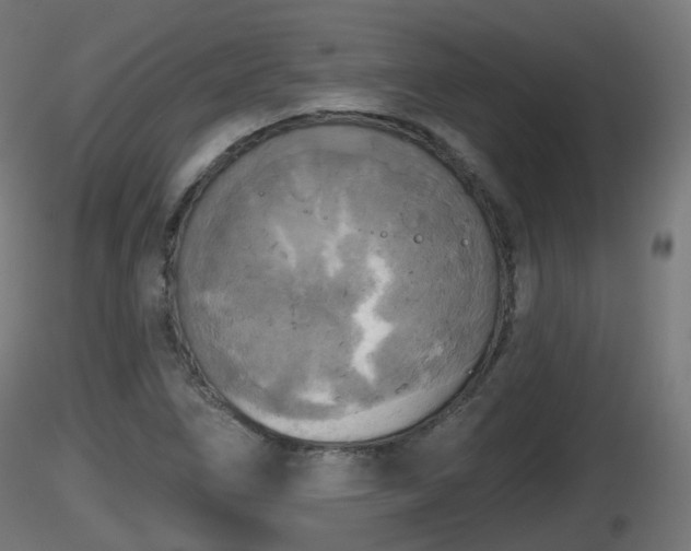 X0000116831266200912241219