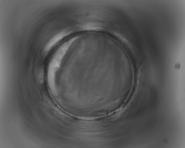 X0000116831306200912241218