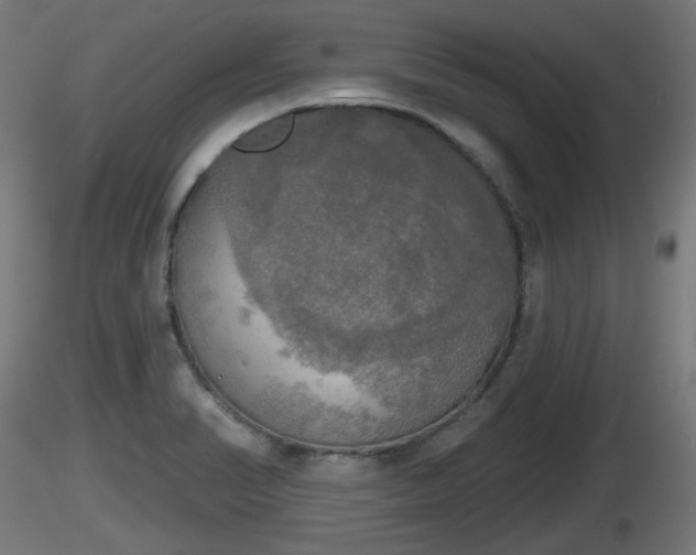 X0000116831374200912241218