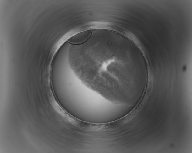 X0000116831386200912241217