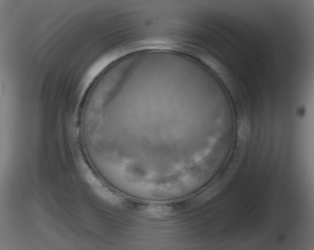 X0000116831466200912241216