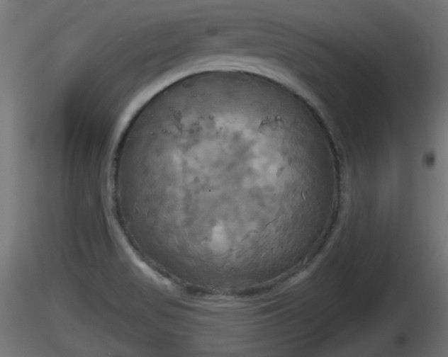 X0000116831517200912241216