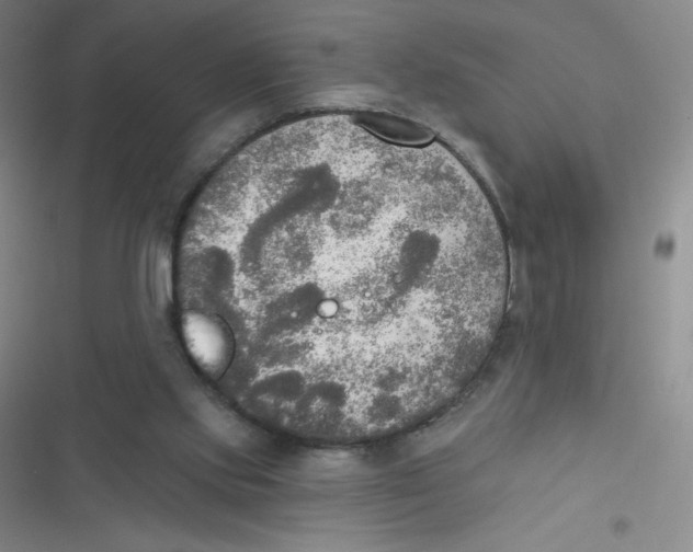 X0000116830061201001081446