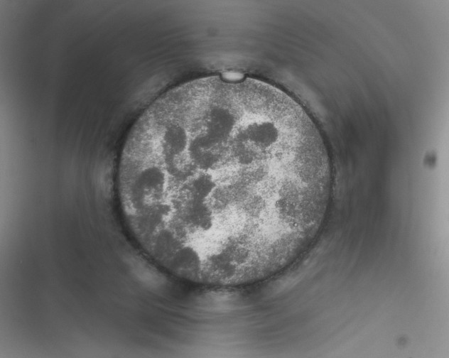 X0000116830065201001081446