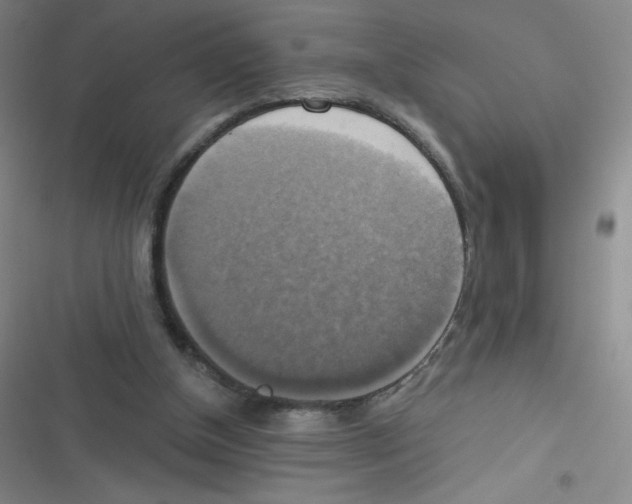 X0000116830154201001081445