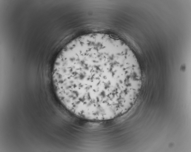 X0000116830170201001081445