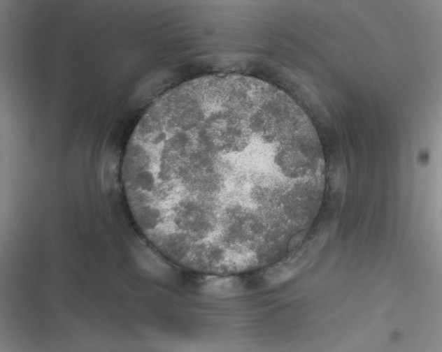 X0000116830185201001081445