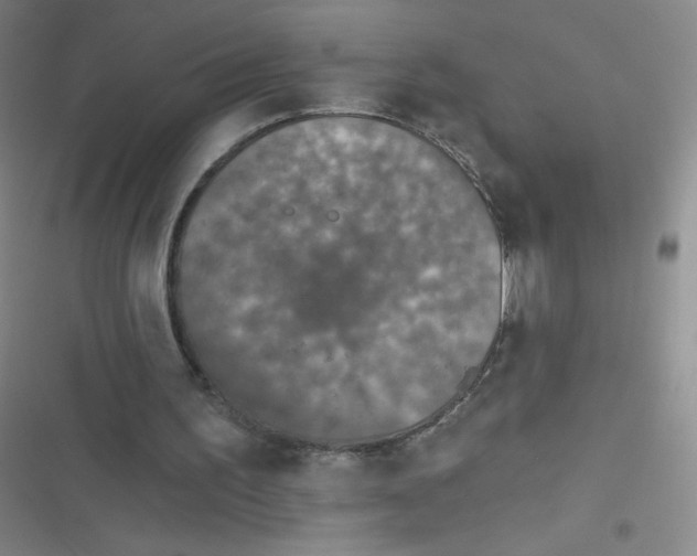 X0000116830195201001081445