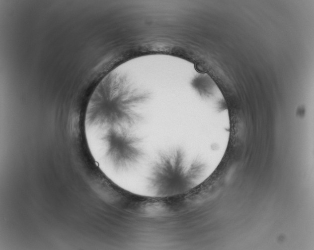 X0000116830262201001081444