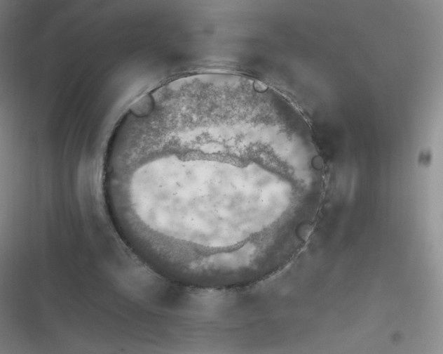 X0000116830293201001081443